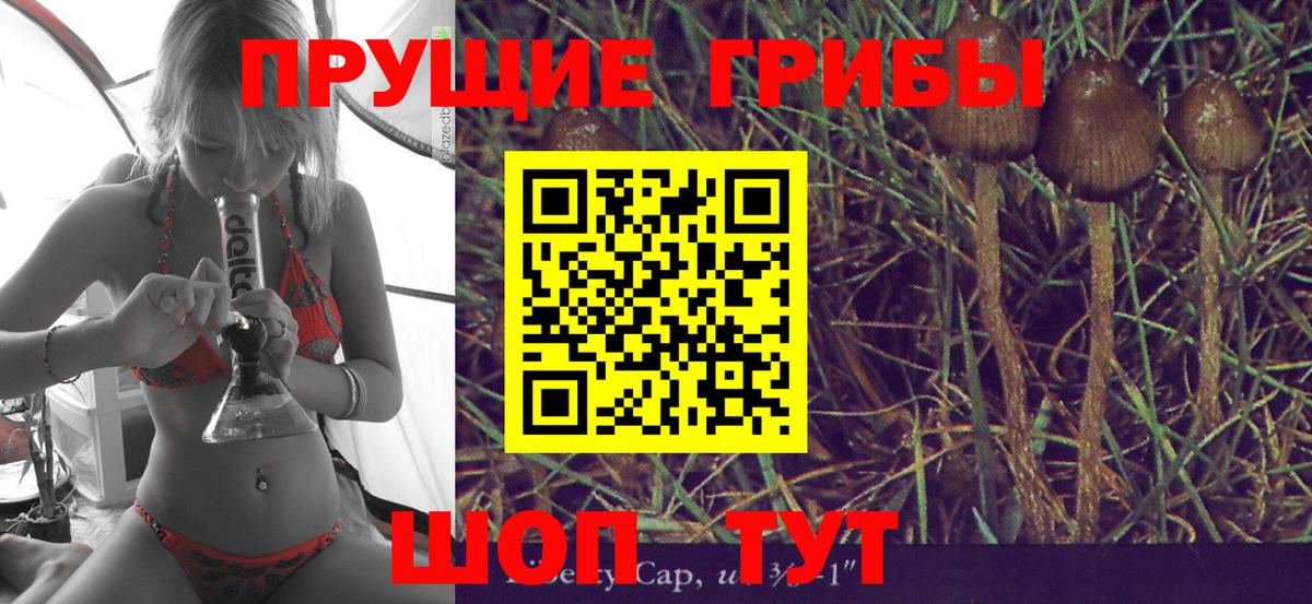 Псилоцибиновые грибы Psilocybine cubensis Асбест